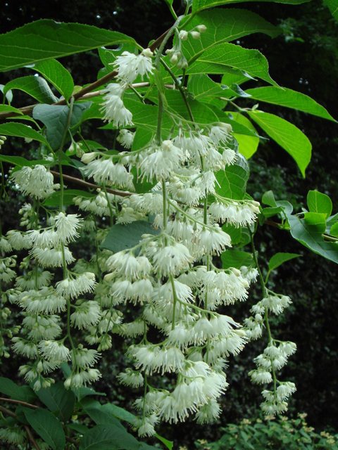 Pterostyrax hispida fleur P1B